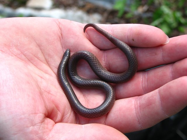 Eastern Worm Snake